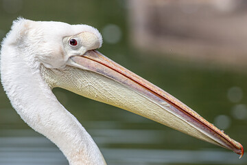 great white pelican close up