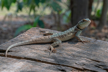 Lizard on a plank