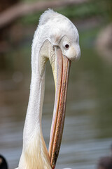 great white pelican close up