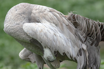 Fototapeta premium grey crane in the lake portrait