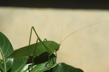 grasshopper on a branch