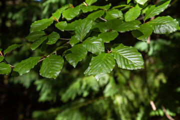 Beech tree green foliage