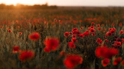 Fototapeta na wymiar sunset in the poppies field