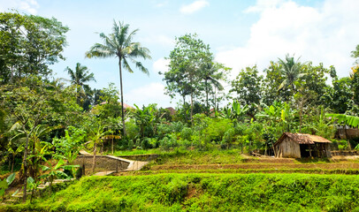 rice fields