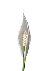 White flower lilie or Spathiphyllum on white isolated background. © kseniaso
