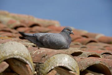 
Pigeon lying on a roof