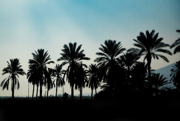 Date palms silhouetted at dawn near the Dead Sea in Israel