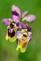 Ophrys tenthredinifera or bee flower orchid