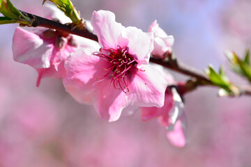 Fototapeta premium Prunus persica or flowered peach tree. peach blossom