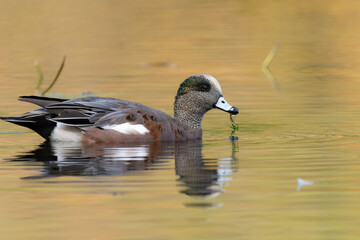 Male american wigeon duck with a plant hanging from its bill, swimming through water reflecting the beautiful fall colours of the trees