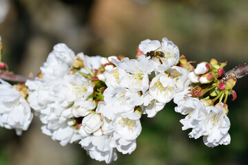 bee collecting pollen on flowering cherry or Cerasus in spring