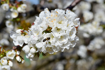 bee collecting pollen on flowering cherry or Cerasus in spring