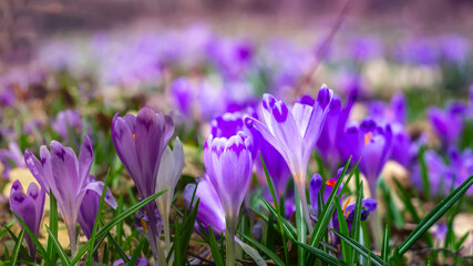 Crocuses, the first spring flowers close-up. Delicate buds of purple flowers. Living symbol of spring