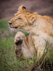 Female lioness scratching away annoying flies.
