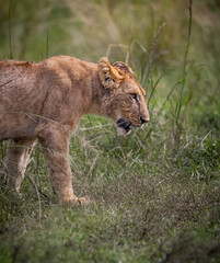 Fototapeta na wymiar Female lioness walks carefully through grass stalking prey