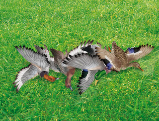 la chasse, tirer, canard, colvert- milouin,   nature morte, femelle, mâle, volant, ciel, vol, atteindre, tuer, oiseau, animal, nature, ailes, faune, bleu, blanc, sauvage, mer, oie, empennage, liberté