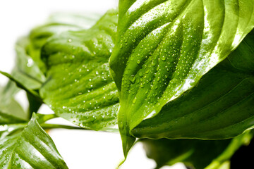 Close-up Spathiphyllum wallisei leafs (Peace Lily) with water drops after watering. © kseniaso