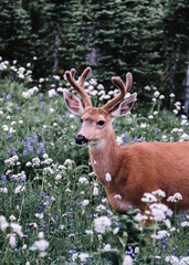 A young Black-tailed Deer, a buck with fuzzy antlers, walks through the subalpine meadows surrounded by Pacific Lupine, Yarrow and pine trees in Mount Rainier National Park, Washington, USA. 
