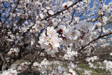 Large number of white flowers of apricot tree in April