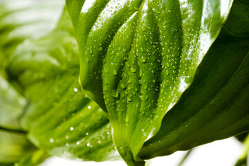 Close-up Spathiphyllum wallisei leafs (Peace Lily) with water drops after watering. © kseniaso