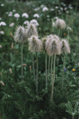 Obraz premium Close up of Western Anemone in the seed stage and other wild grasses and flowers in the subalpine meadows of Mount Rainier National Park, Washington, USA.