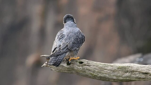 Peregrine Falcon Video Clip in 4k