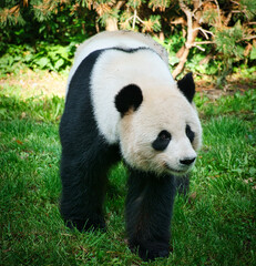 Obraz premium Der große Panda Paule aus dem Berliner Zoo