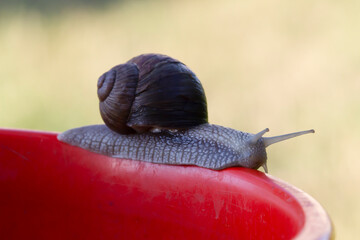 Close up snail. Green blurred background. Summer park outdoors. Slow snail crawling.