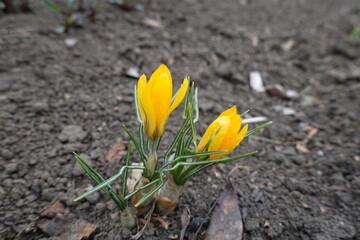 Tubular yellow flowers of two crocuses in March