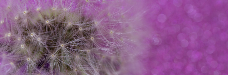 Dandelion seeds with purple bokeh background.