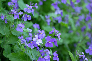 薄紫の美しい花大根の花