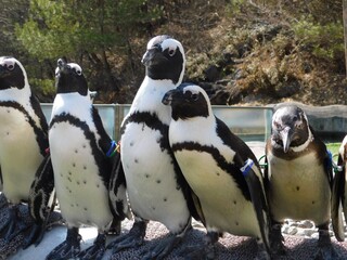 penguins on the rocks