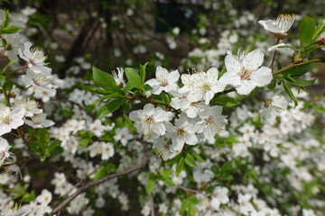 Recently opened flowers and leaves of plum tree in April