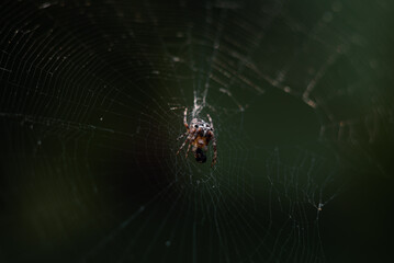 spider on web