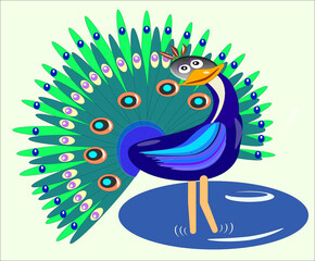 Павлин красивый