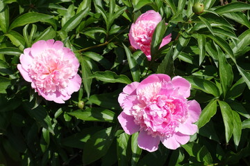 Three pink flowers of peony in mid May