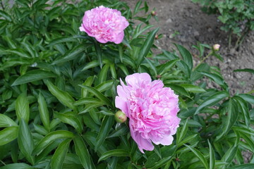 Two pink flowers of peony in mid May