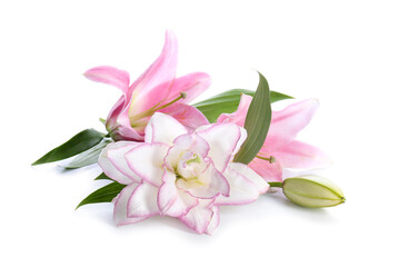 Beautiful lilies on white background