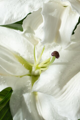 White lily flower. Macro shooting