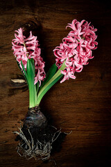  Pink blooming hyacinth on a textured wooden background, top view, vertical photo