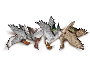 la chasse, tirer, canard, milouin- pilet, nature morte, femelle, mâle, volant, ciel, vol, atteindre, tuer, oiseau, animal, nature, ailes, faune, bleu, blanc, sauvage, mer, oie, empennage, liberté, aig