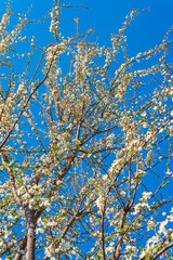 Bottom view against a blue sky of apple tree branches in bloom in early spring.