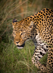 Leopard stalking prey in Kenya