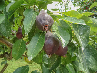 Healthy organic Red Bartlett pears on a tree.