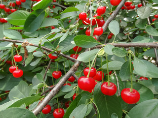 Branches of ripe red sweet and sour organic cherries.