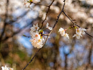 陽の光を受けている桜の花
