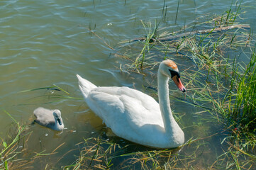 pair of swans with little swans