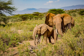 Obraz na płótnie Canvas Mother and child elephant walk through the bush of Kenya National Park