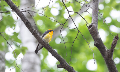 キビタキ 北海道美瑛町で撮影