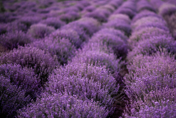 Naklejka na ściany i meble field of lavender